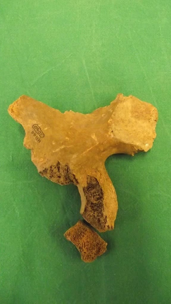 In January 2013, scholars from the University of Winchester announced that they found part of a right pelvis bone of an older adult male in museum storage that might belong to Alfred.