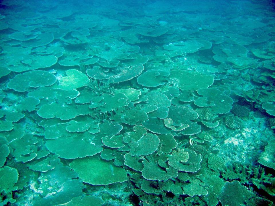 Dying coral on Great Barrier Reef, Australia, photo