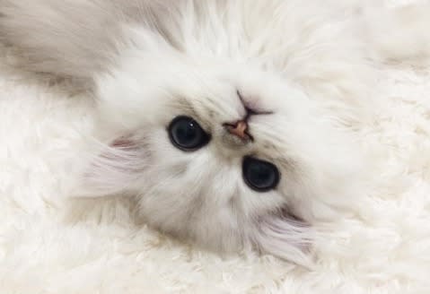 Internet-Famous Teacup Persian Cats Are Here To Get Us Through This Thursday