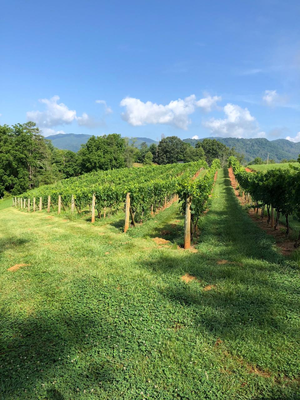 Addison Farms Vineyard at 4005 New Leicester Highway in Leicester.