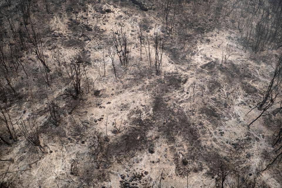 Burnt trees in the village of Avra, near Alexandroupolis town, in the northeastern Evros region, Greece, Wednesday, Aug. 23, 2023. Advancing flames are devouring forests and homes in Greece as wildfires that have killed 20 people are raging. (AP Photo/Achilleas Chiras)