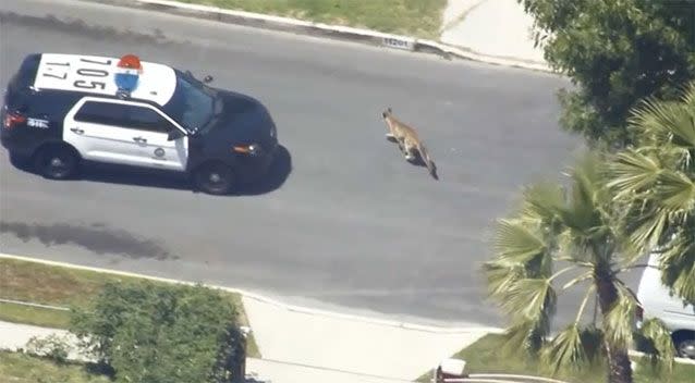 The big cat took comfort in a neighbourhood yard. Source: KCBS-TV