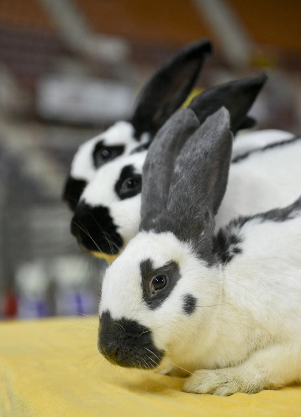 rabbit breeds giant checkered