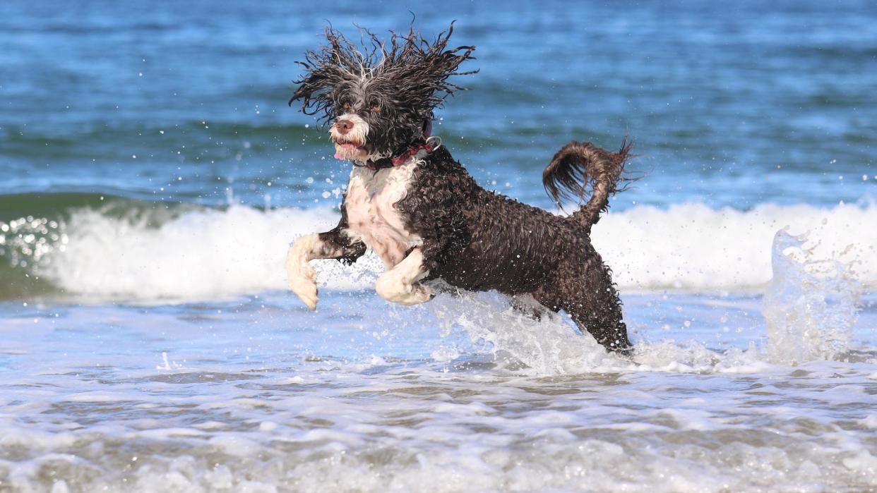 Portuguese water dog