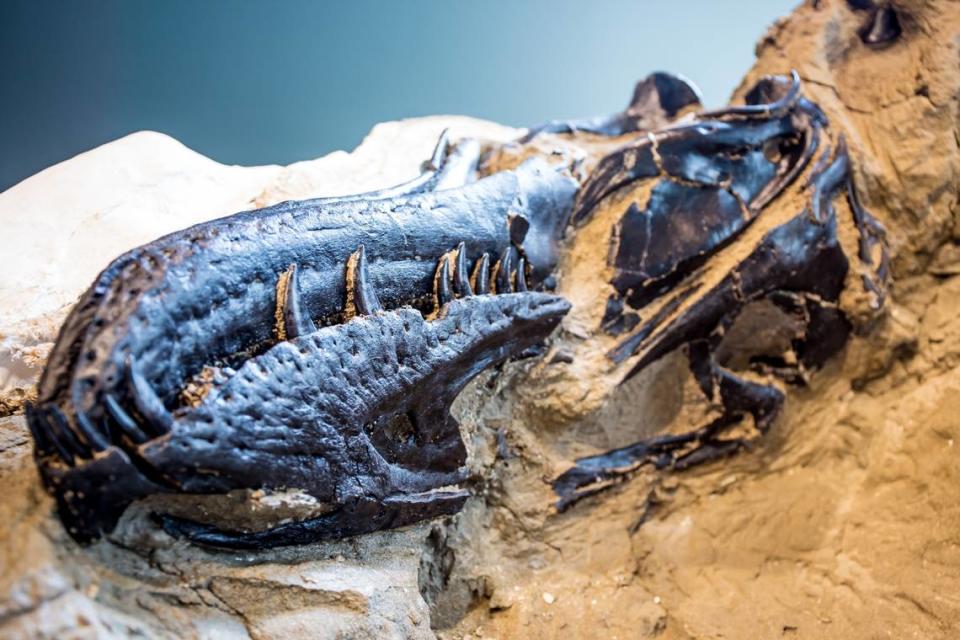 The Tyrannosaurus rex skull that will be part of the Dueling Dinosaurs and DinoLab at the N.C. Museum of Natural Sciences in downtown Raleigh, N.C.