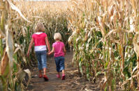 <div class="caption-credit"> Photo by: Shutterstock</div><div class="caption-title">Visit a corn maze</div>Most often found as part of fall festivals, corn mazes are an exciting adventure for the whole family!