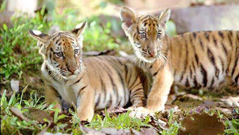 <p> <strong>The Cats:</strong> A pair of tiger cubs, separated at birth and then inadvertently forced to fight each other later in life by Guy Pearce's unscrupulous explorer. Hes a bit of a meanie, in case you hadn't guessed </p> <p> <strong>If They Were Dogs:</strong> The film would be relocated to East London, with Danny Dyer replacing Pearce as a cheeky cockney chancer trying to make his fortune in the underground dog-fighting scene. </p>