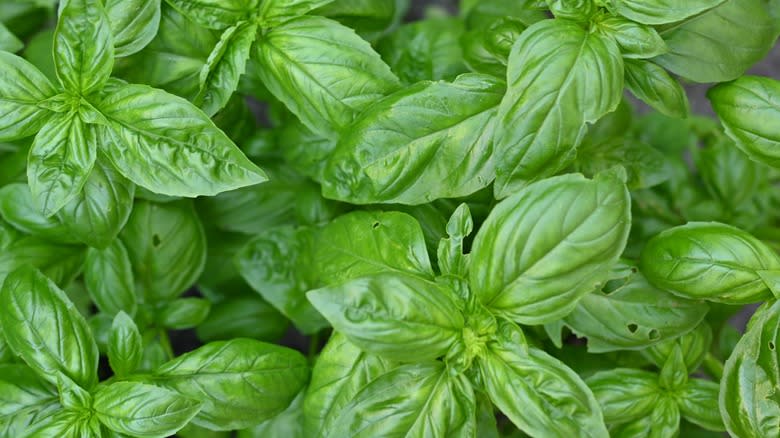 sliced tomatoes and basil