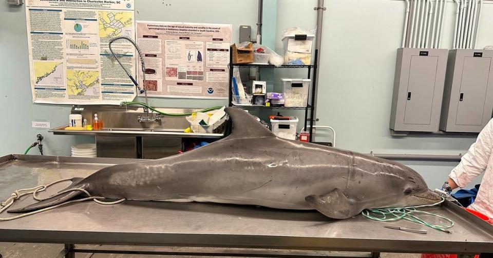 A 6.5 foot-long bottlenose dolphin was found dead in Port Royal Dec. 5.