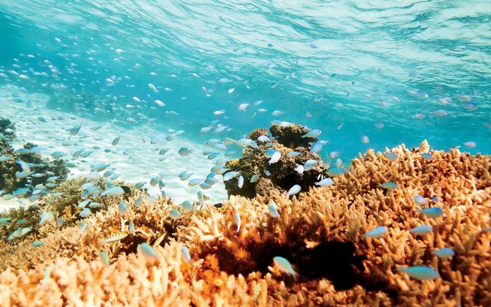 Vatuvara has set up a foundation to protect the surrounding reefs.