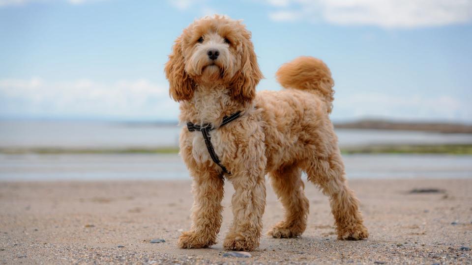 Cockapoo on a beach