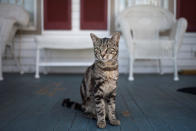 <p>A cat sits on a porch on Tangier Island, Virginia, Aug. 2, 2017. (Photo: Adrees Latif/Reuters) </p>