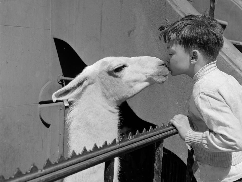 llama kiss