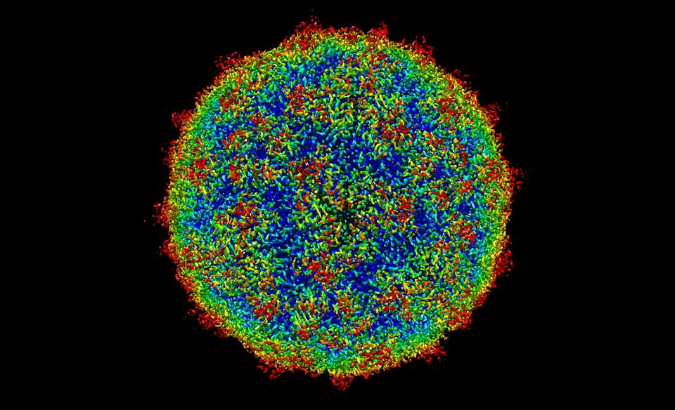 Microfotografía de un rinovirus humano. (Imagen CC vista en Pixabay).