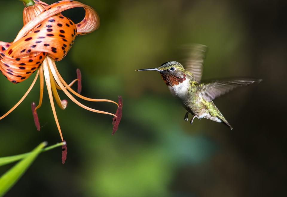 flowers that attract hummingbirds daylilies