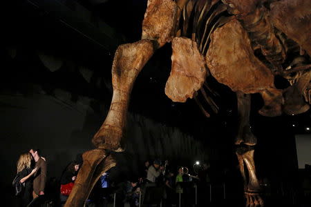 A couple embraces near the skeleton cast of a titanosaur during a media preview at the American Museum of Natural History in New York January 14, 2016. REUTERS/Shannon Stapleton