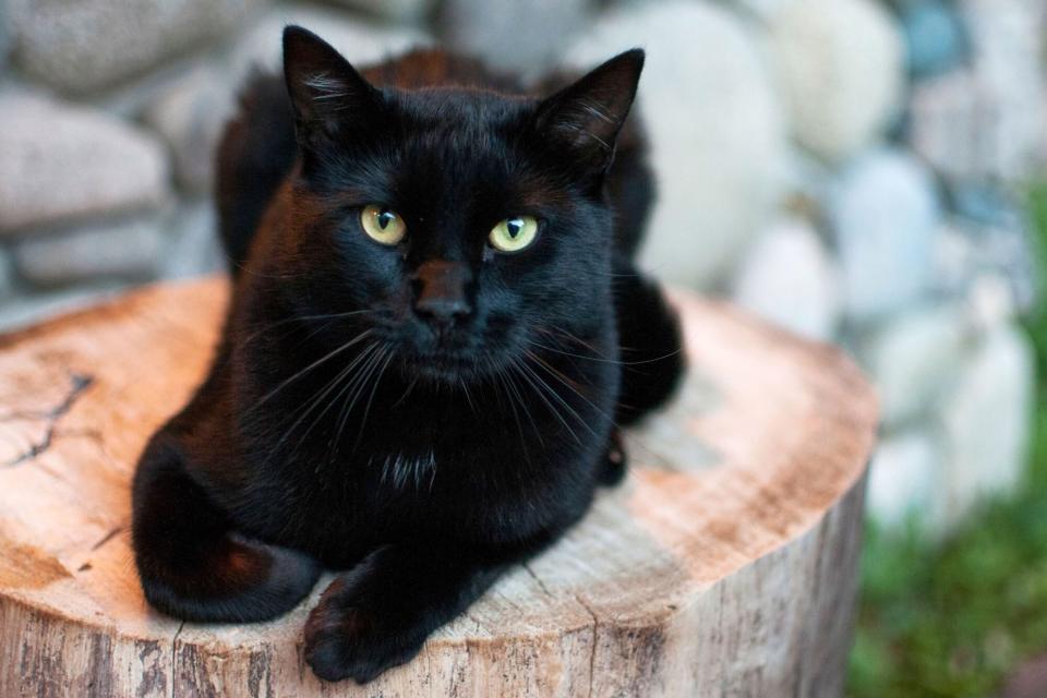 black cat lying on tree stump