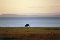 <p>Lone elephant at Lake Kariba, Zimbabwe // March 18, 2016</p>