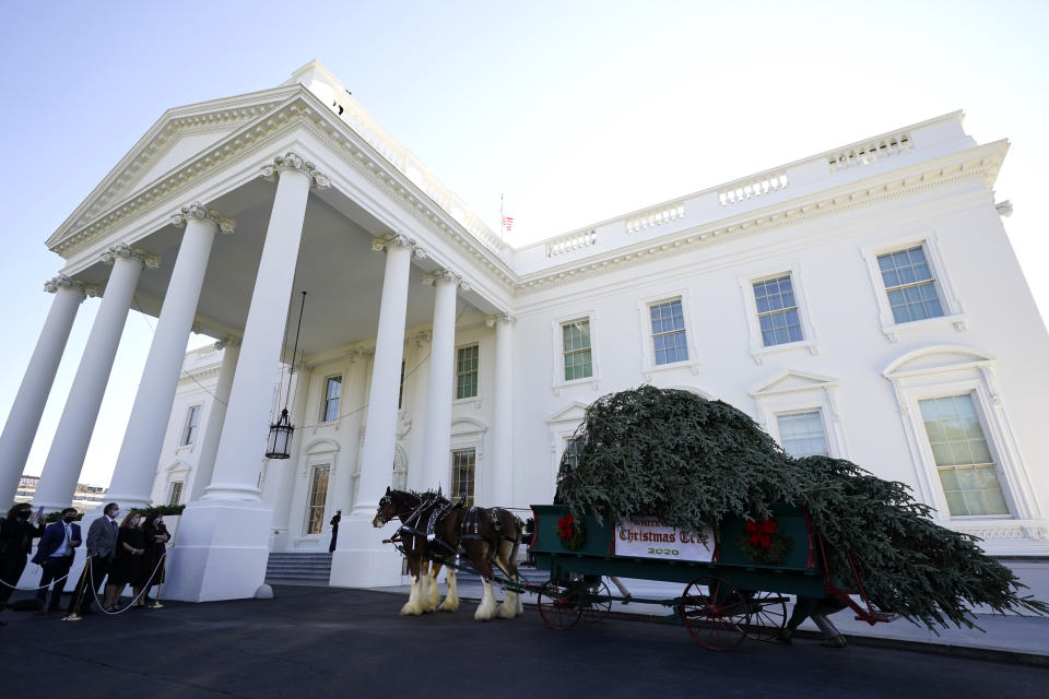 The 2020 Official White House Christmas tree is presented on the North Portico of the White House, Monday, Nov. 23, 2020, in Washington. (AP Photo/Andrew Harnik)