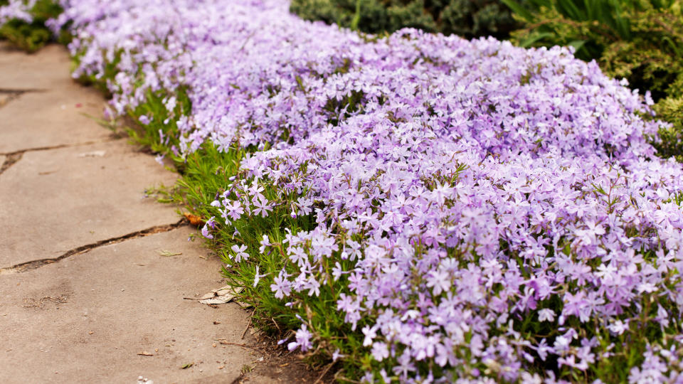 Creeping phlox growing alongside a path in a yard