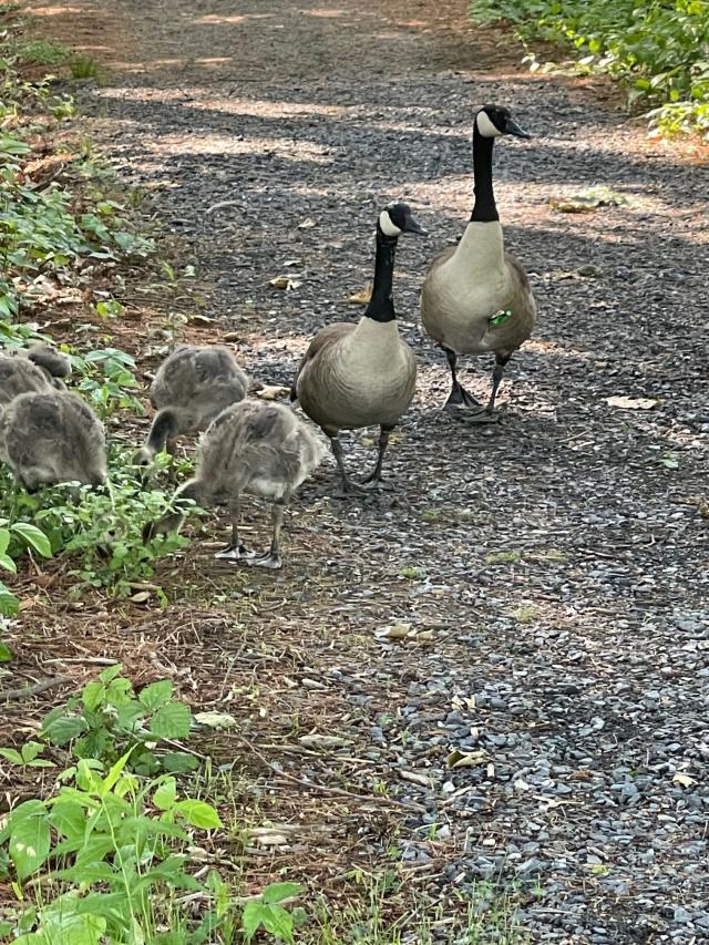 'Its gait was off.' Natick sanctuary visitors alarmed to see arrow in ...