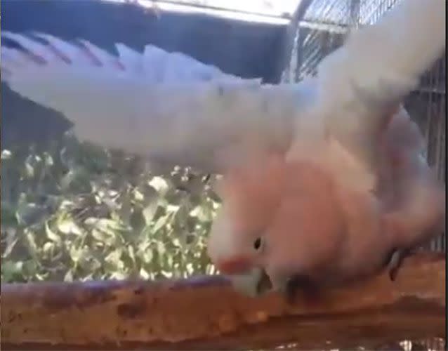 Clyde the galah was making sure he didn't waste a drop from a cool spray-down. Photo: Facebook/ Caversham Wildlife Park