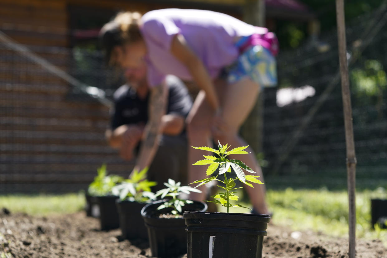 Marijuana plants for the adult recreational market are spaced out prior to being planted at Homestead Farms and Ranch in Clifton Park, N.Y., Friday, June 3, 2022. In a novel move, New York gave 203 hemp growers first shot at cultivating marijuana destined for legal sales, which could start by the end of the year. Big indoor growers are expected to join later. (AP Photo/Seth Wenig)