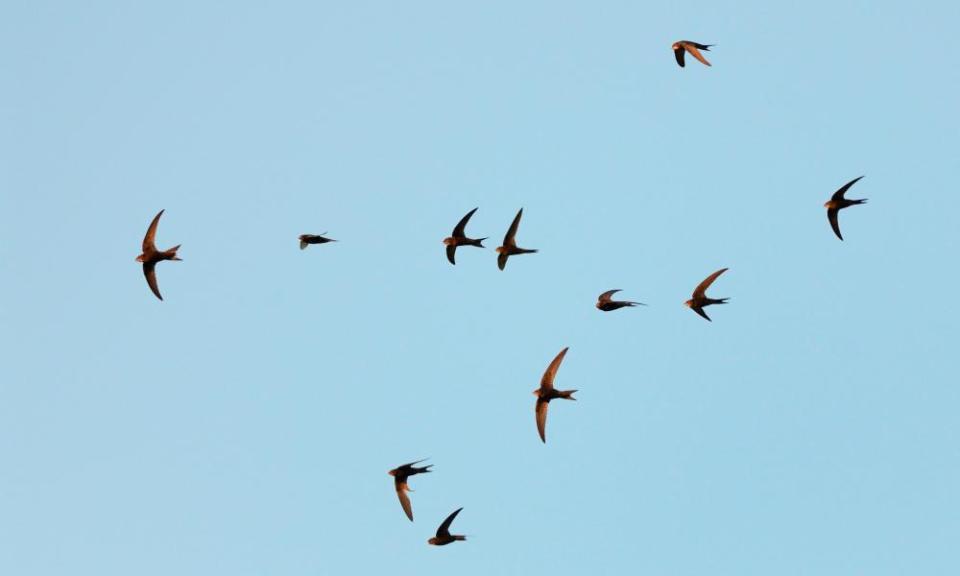 Common swifts fly at dusk in Wiltshire