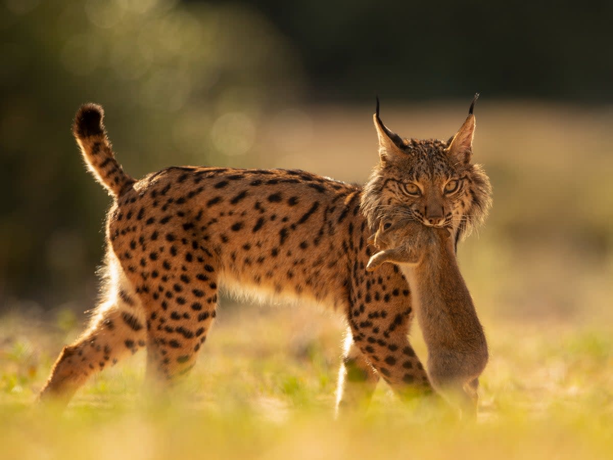 An Iberian lynx walks with a rabbit in its mouth after having captured it in the surroundings of the Doñana National Park in Aznalcazar, Spain (AP)
