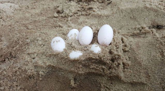 After three days of searching, 43 eggs were found. Source: FAWNA