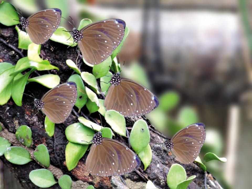 每年遷徙而至的美麗紫蝶。