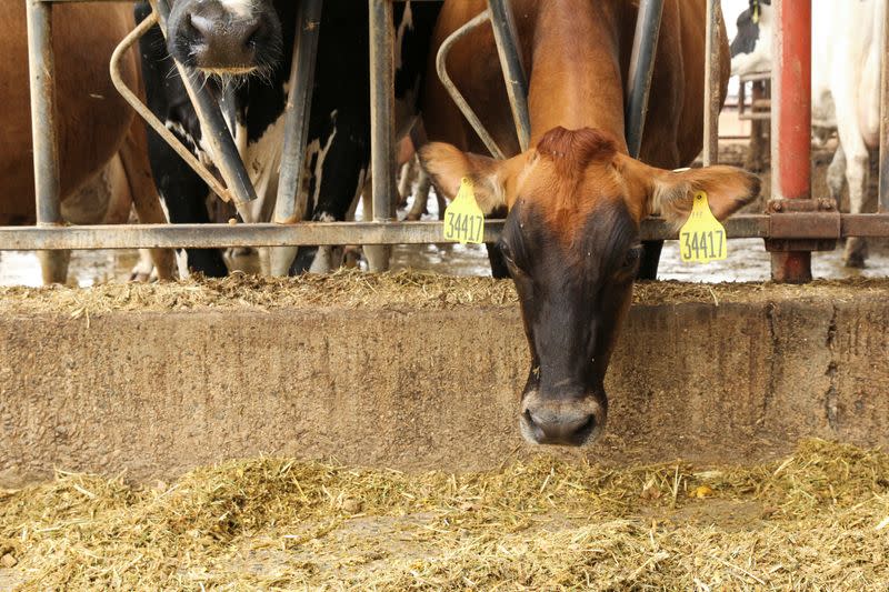 Burps to burgers: global food companies wrangle cattle emissions problem