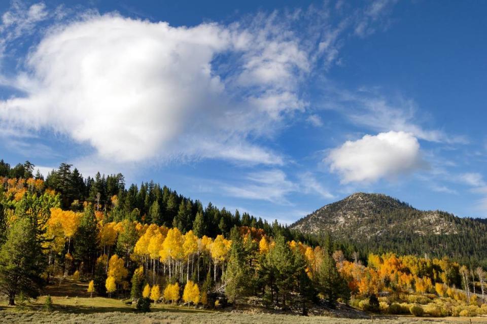 Fall colors in the Hope Valley, south of Lake Tahoe are reach their peak in October as aspen tree leaves – predominate in the area – turn from their summer green to yellow.