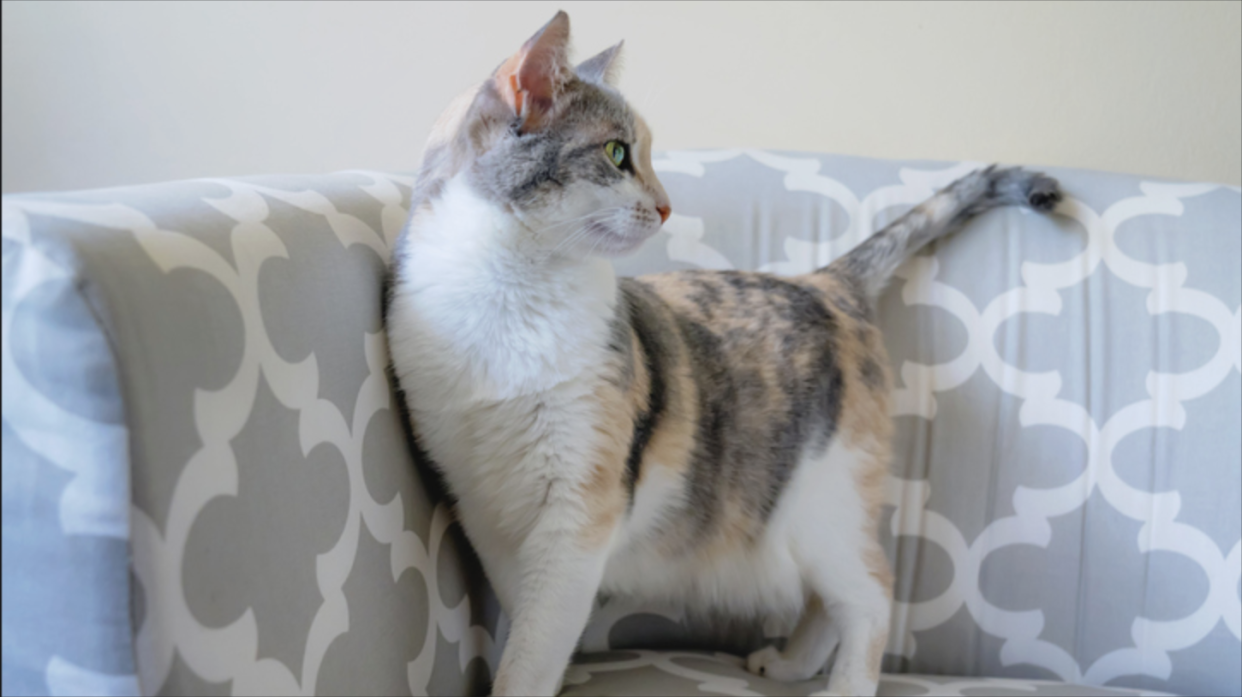  What is a dilute calico cat and how rare are they?. 