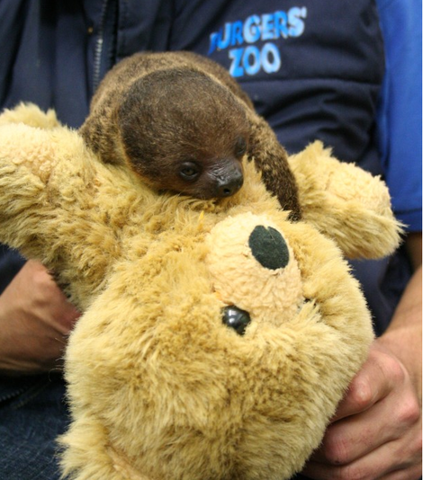 I'm gnawing on a stress ball and pretending it's a Sjakie. It helps. (Burgers Zoo via PRI)