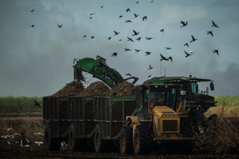 U.S. Sugar personnel during sugar cane harvesting around Clewiston.