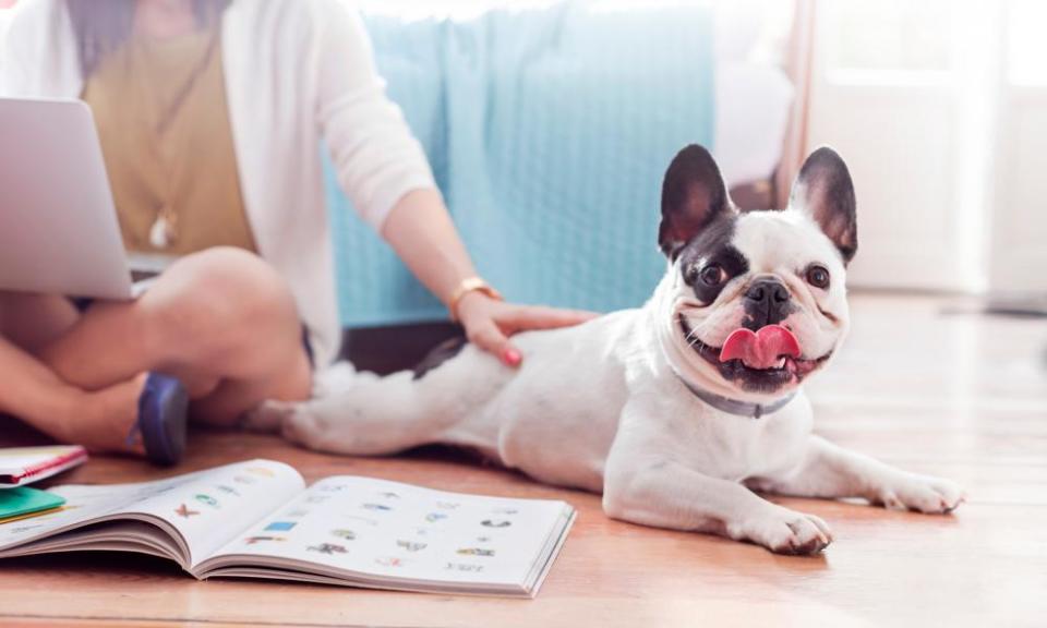 Dog’s life: one of the more unusual workplace perks is paid leave to help a new dog settle in at home.