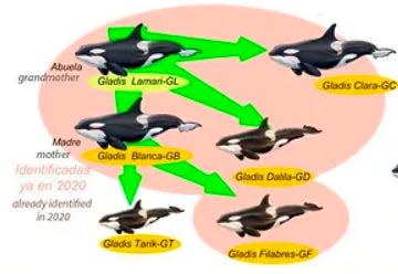 Graphic showing White Gladis's orca pod.