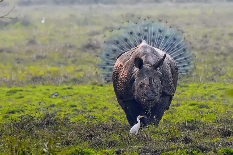 "Rhinopeacock" by Kallol Mukherjee. A peacock stands behind a rhino.