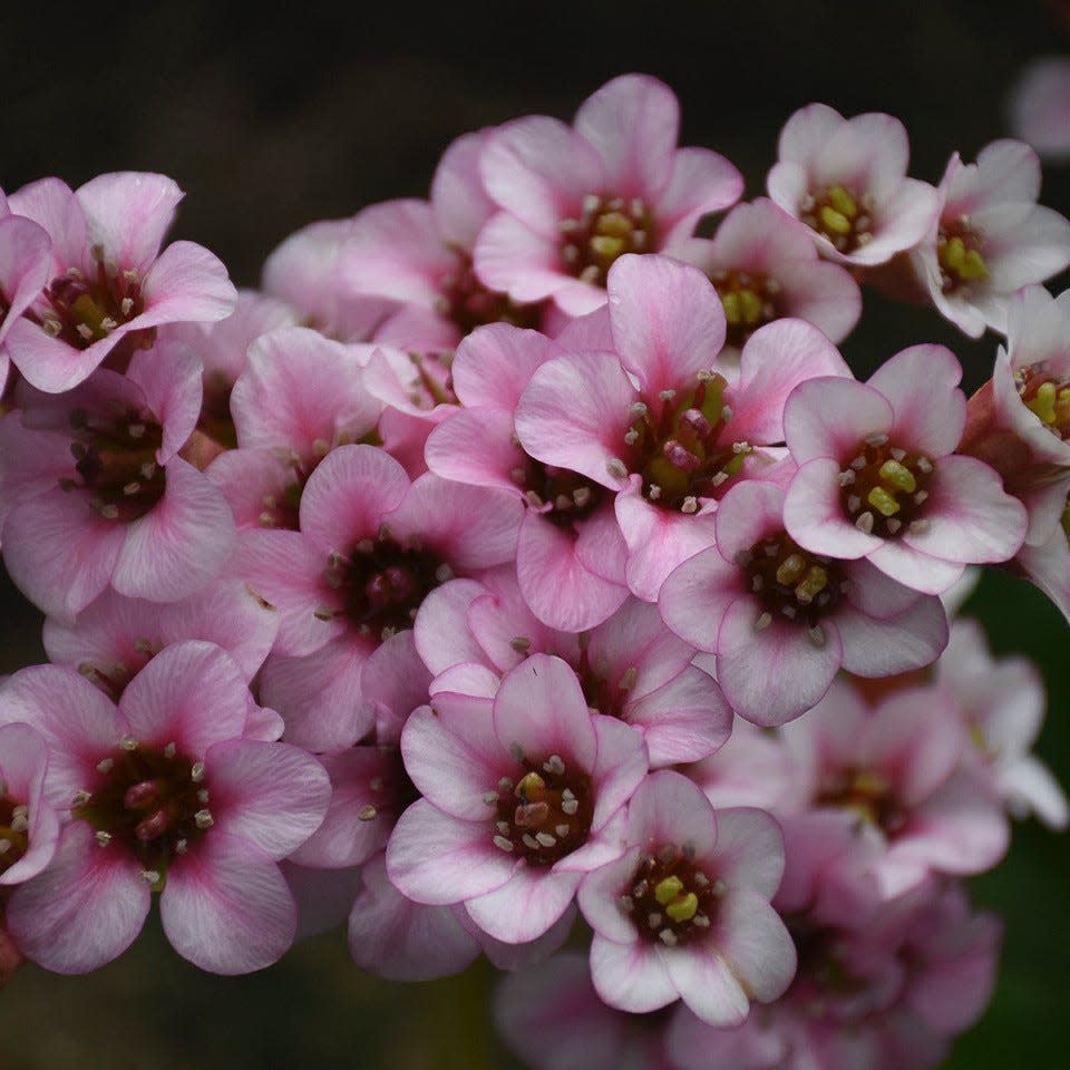 The Peppermint Patty is a bergenia hybrid prefers shady areas and blooms in early to late spring.