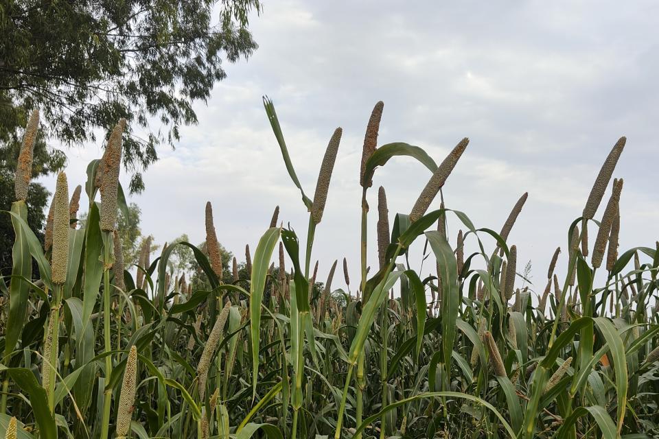 A millet farm is visible in Nanu village in Uttar Pradesh state, India, on Oct. 17, 2023. As the annual U.N.-led climate summit known as COP is set to convene later this month in Abu Dhabi, experts are urging policymakers to respond to climate change’s disproportionate impact on women and girls, especially where poverty makes them more vulnerable. (Uzmi Athar/Press Trust of India via AP)