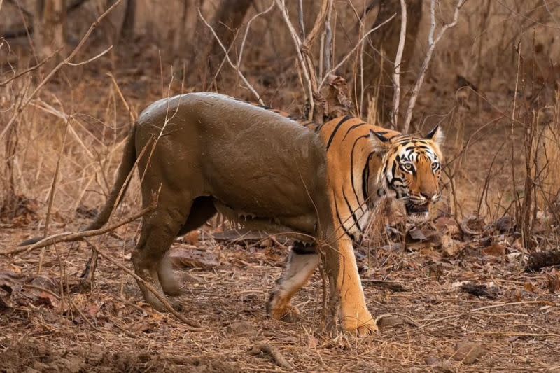 ▲一名野生動物攝影師在印度國家公園看見一隻「下半身失蹤」的老虎。（圖／IG帳號harshal_malvankar_wild）