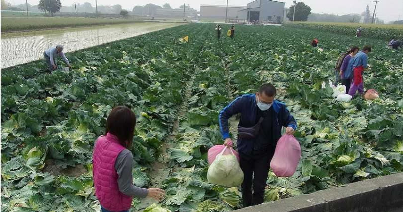 高麗菜近期產量過剩，價格直直落，一位雲林縣農民乾脆開放民眾免費自採，同時，農委會也提出補助方案。（圖／報系資料照）