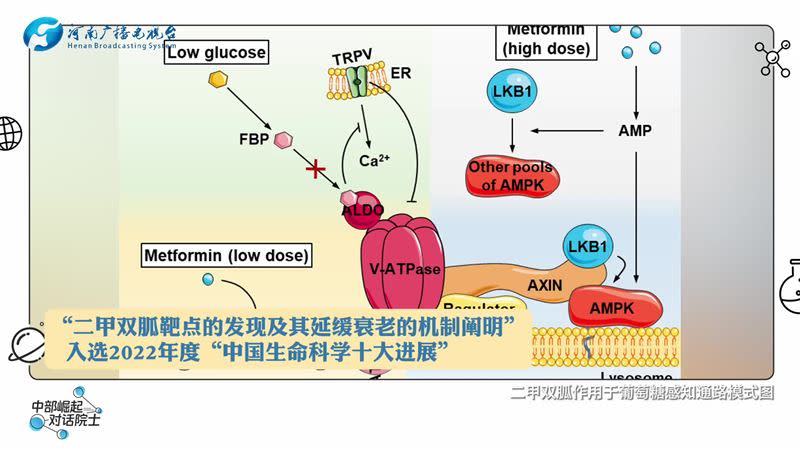 中州實驗室主任林聖彩隊長壽的研究，入選2022年「中國生命科學時大進展」。(圖／翻攝河南省科學技術廳)