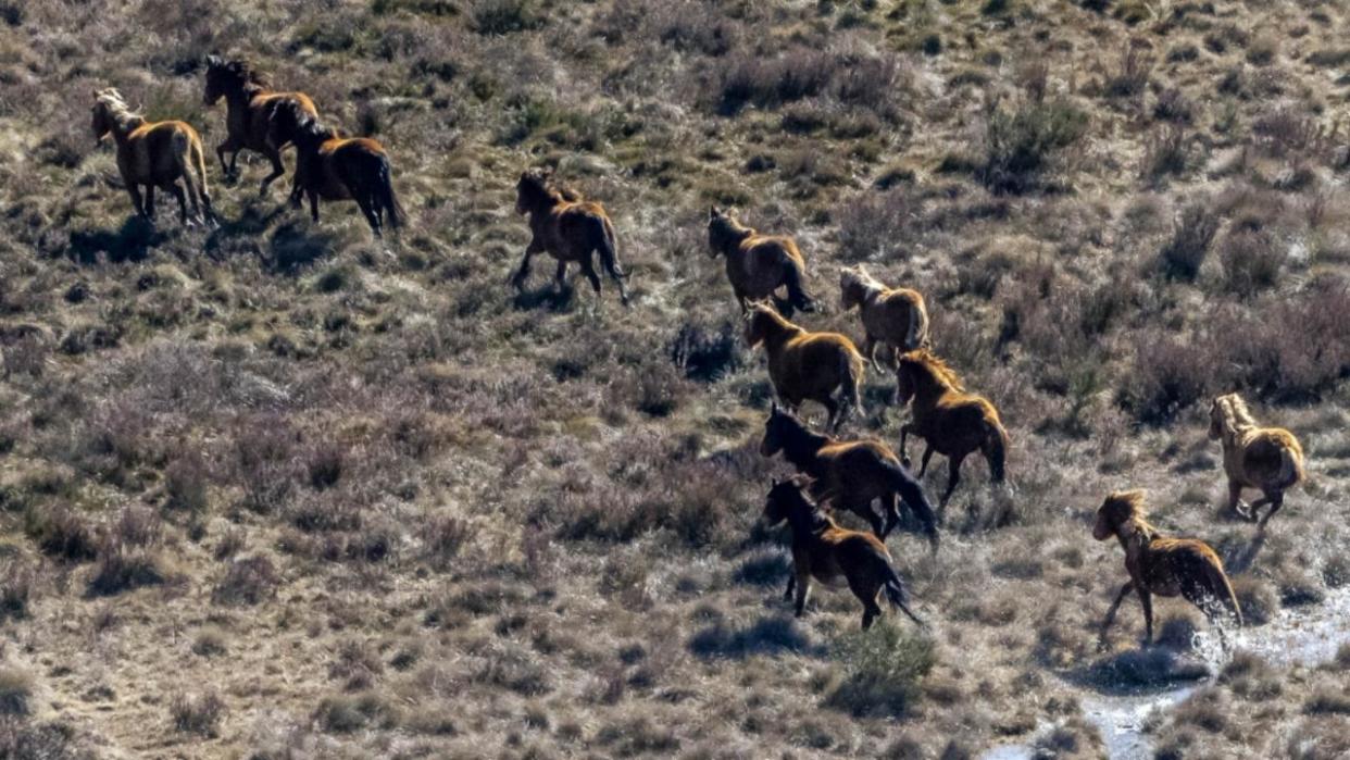 Kosciuszko wild horse management