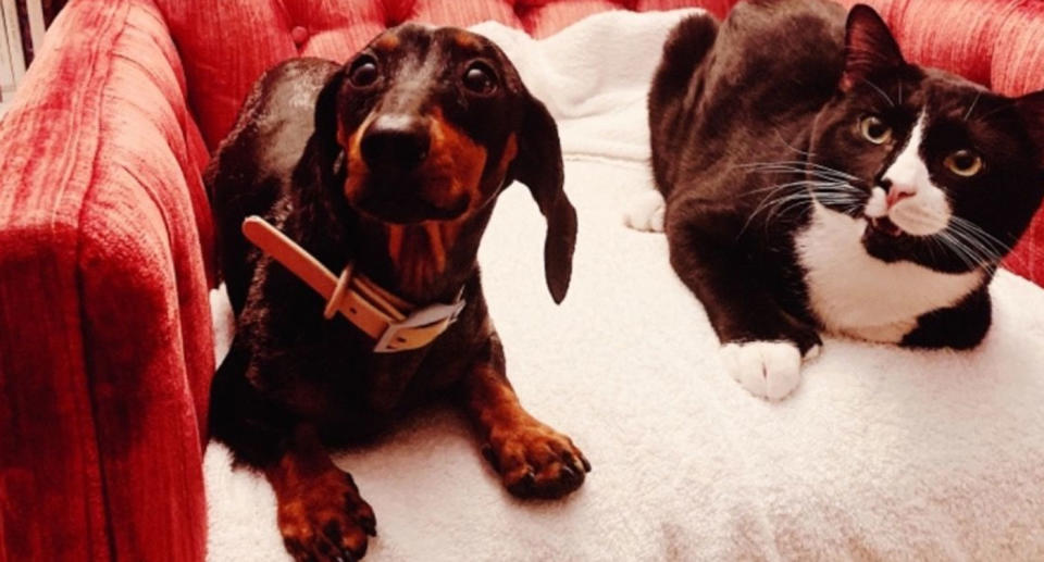 Sprout, a sausage dog, pictured with Felix, a black and white cat. Felix was trapped in a washing machine for 35 minutes but somehow survived.