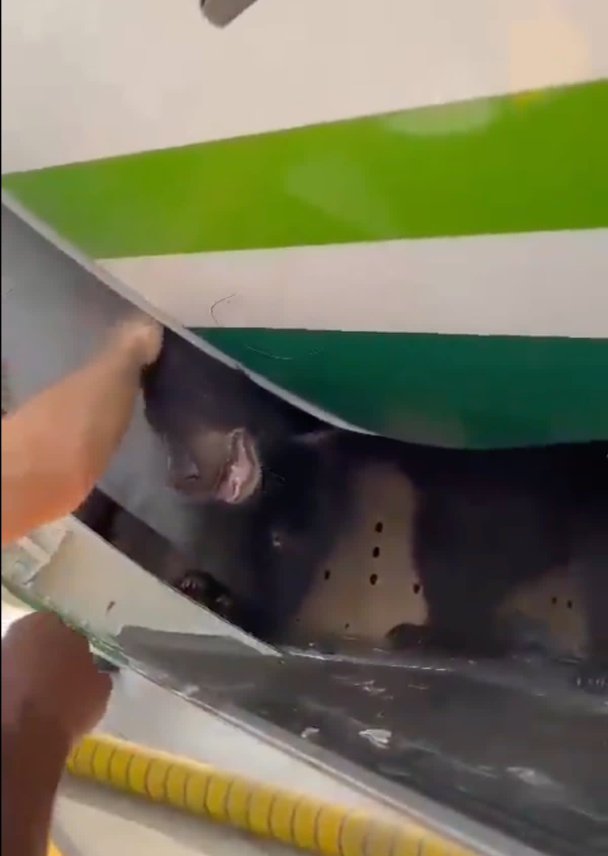 A video circulating on social media shows the bear in the plane’s cargo hold (@NivelDVuelo/X)