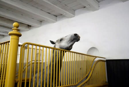 A horse from The National Stud Kladruby nad Labem stands inside its stable in the town of Kladruby nad Labem