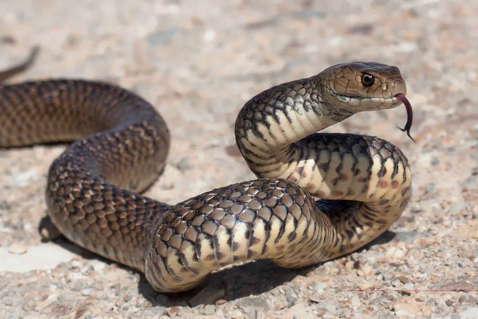 <p>Getty</p> Eastern brown snake