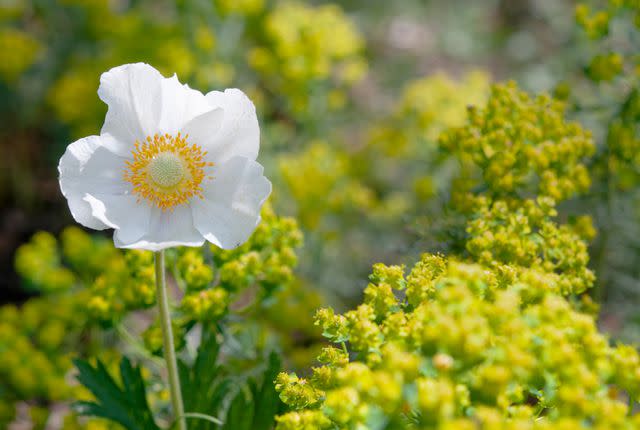 <p>The Spruce / Evgeniya Vlasova</p> Anemone sylvestris